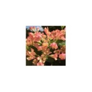 Weigélia nain All Summer Peach (Weigela)  (VIP for plants)