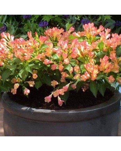 Weigélia nain All Summer Peach (Weigela)  (VIP for plants)