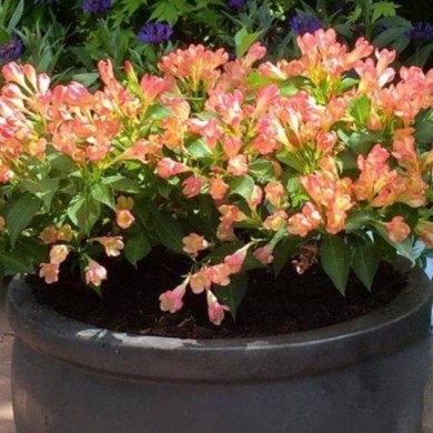 Weigélia nain All Summer Peach (Weigela)  (VIP for plants)