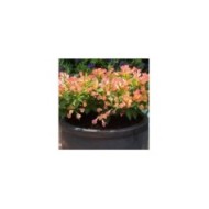 Weigélia nain All Summer Peach (Weigela)  (VIP for plants)