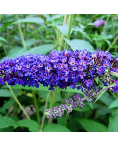 Arbre aux papillons 'Empire Blue' - Buddleja davidii - Fleur (Ptelea / Wikimedia)