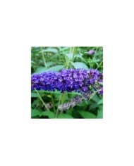 Arbre aux papillons 'Empire Blue' - Buddleja davidii - Fleur (Ptelea / Wikimedia)