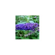 Arbre aux papillons 'Empire Blue' - Buddleja davidii - Fleur (Ptelea / Wikimedia)