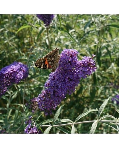 Arbre aux papillons Nanho Blue - Buddleja davidii (Gábor Wiandt)