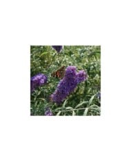 Arbre aux papillons Nanho Blue - Buddleja davidii (Gábor Wiandt)