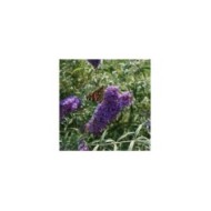 Arbre aux papillons Nanho Blue - Buddleja davidii (Gábor Wiandt)
