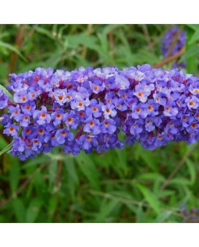 Buddleja davidii 'Nanho Blue' - fleur (Ptelea / Wikimedia)