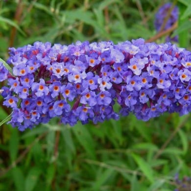 Buddleja davidii 'Nanho Blue' - fleur (Ptelea / Wikimedia)