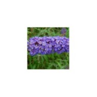 Buddleja davidii 'Nanho Blue' - fleur (Ptelea / Wikimedia)