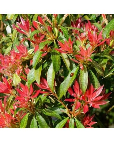 Pieris japonica 'Forest Flame' (John Freshney)