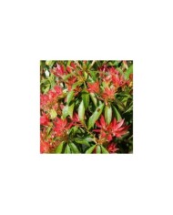 Pieris japonica 'Forest Flame' (John Freshney)