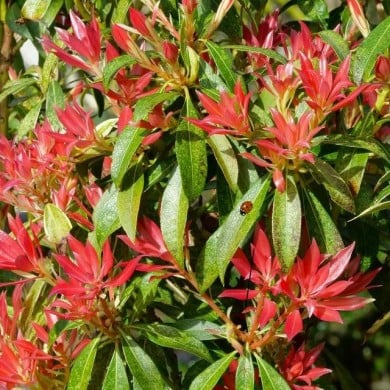Pieris japonica 'Forest Flame' (John Freshney)