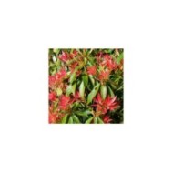 Pieris japonica 'Forest Flame' (John Freshney)