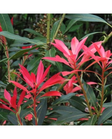 Pieris japonica 'Forest Flame' (Linda in Fortuna)