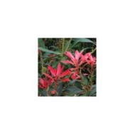 Pieris japonica 'Forest Flame' (Linda in Fortuna)