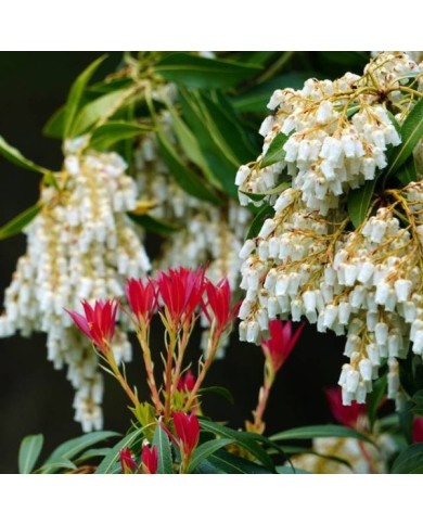 Pieris japonica 'Forest Flame' - fleurs et jeunes pousses (Linda in Fortuna)