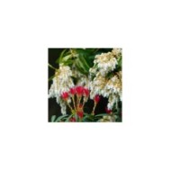Pieris japonica 'Forest Flame' - fleurs et jeunes pousses (Linda in Fortuna)