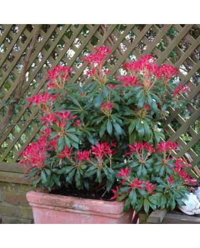 Pieris japonica 'Forest Flame' - en pot (Carol Smith)