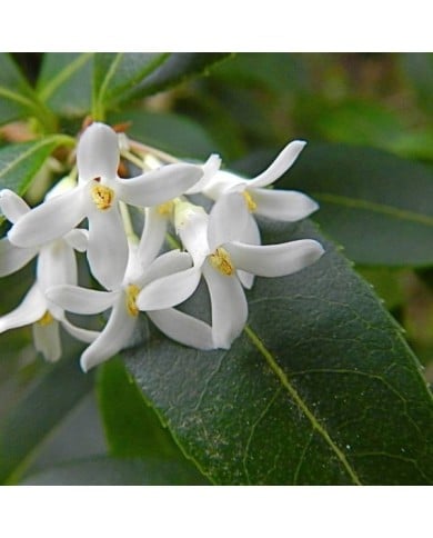 Osmanthus x burkwoodii - fleurs (Peter Stevens / flickr.com)