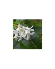 Osmanthus x burkwoodii - fleurs (Peter Stevens / flickr.com)