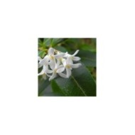 Osmanthus x burkwoodii - fleurs (Peter Stevens / flickr.com)