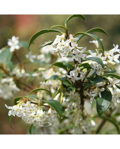 Osmanthus x burkwoodii (Andy / Andrew Fogg / flickr.com)