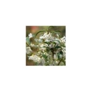 Osmanthus x burkwoodii (Andy / Andrew Fogg / flickr.com)