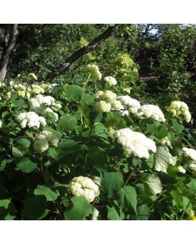 Hydrangea arborescens 'Annabelle' - arbuste fleurs blanches - Flickr