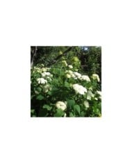 Hydrangea arborescens 'Annabelle' - arbuste fleurs blanches - Flickr