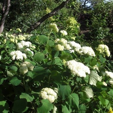 Hydrangea arborescens 'Annabelle' - arbuste fleurs blanches - Flickr