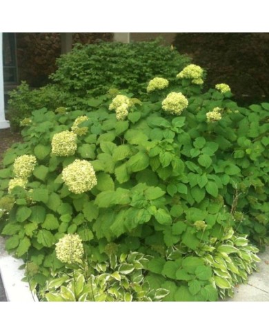 Hydrangea arborescens 'Annabelle' - arbuste - Flickr