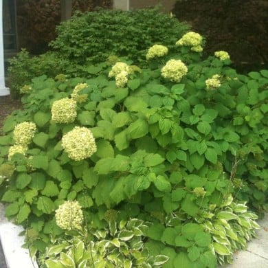 Hydrangea arborescens 'Annabelle' - arbuste - Flickr