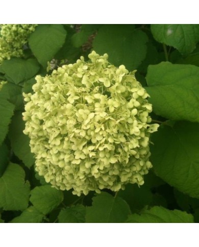 Hydrangea arborescens 'Annabelle' - zoom fleur verte - Flickr