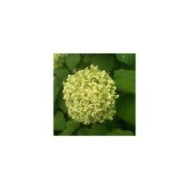 Hydrangea arborescens 'Annabelle' - zoom fleur verte - Flickr