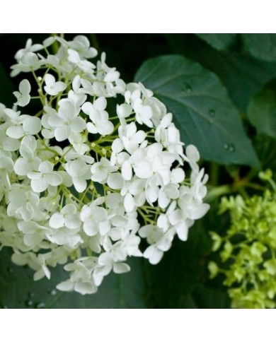 Hydrangea arborescens 'Annabelle' - zoom fleur - Flickr