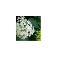Hydrangea arborescens 'Annabelle' - zoom fleur - Flickr