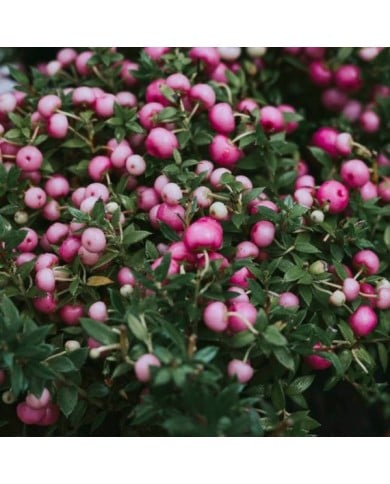 Symphoricarpos Mother of Pearl - arbuste (klavdiyav / Adobe Stock)