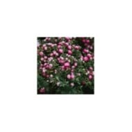 Symphoricarpos Mother of Pearl - arbuste (klavdiyav / Adobe Stock)