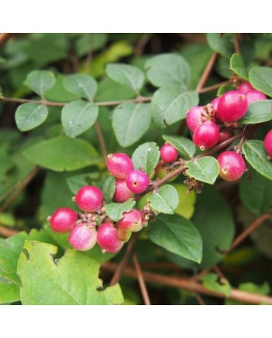 Symphoricarpos Hancock - baies (Agnieszka Kwiecien - Nova / Wikimedia.org)