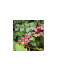 Symphoricarpos Hancock - baies (Agnieszka Kwiecien - Nova / Wikimedia.org)