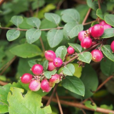 Symphoricarpos Hancock - baies (Agnieszka Kwiecien - Nova / Wikimedia.org)