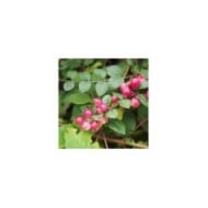 Symphoricarpos Hancock - baies (Agnieszka Kwiecien - Nova / Wikimedia.org)