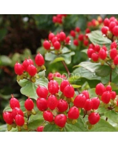 Millepertuis MAGICAL® Impression (Hypericum x inodorum) - baies (Sapho)