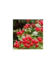 Millepertuis MAGICAL® Impression (Hypericum x inodorum) - baies (Sapho)