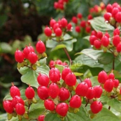 Millepertuis MAGICAL® Impression (Hypericum x inodorum) - baies (Sapho)