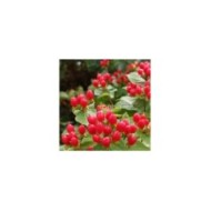 Millepertuis MAGICAL® Impression (Hypericum x inodorum) - baies (Sapho)