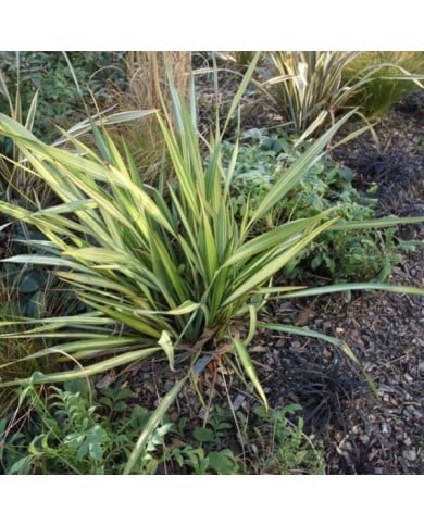 Phormium 'Apricot Queen' (Citron / CC-BY-SA-3.0 / Wikimedia)