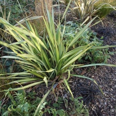 Phormium 'Apricot Queen' (Citron / CC-BY-SA-3.0 / Wikimedia)