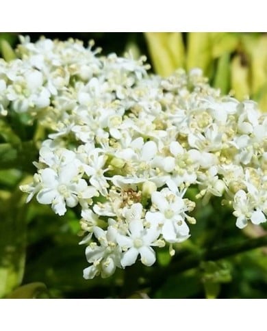 Sambucus nigra Golden Tower 'Jdeboer001' (Globe Planter)