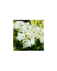 Sambucus nigra Golden Tower 'Jdeboer001' (Globe Planter)